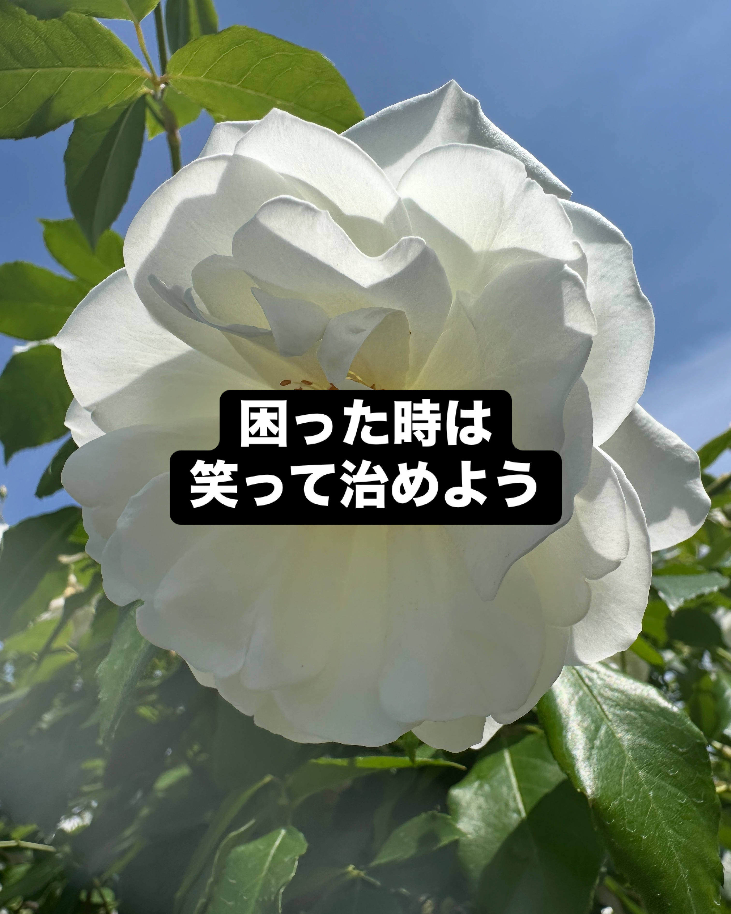 ファイル 150-1.jpeg